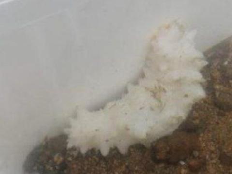 科学家谈论稀有白化海参的新家及其未来
